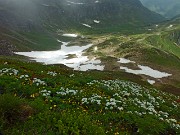 40 Ancora neve nei canali accanto a estese fioriture sui fianchi della montagna...